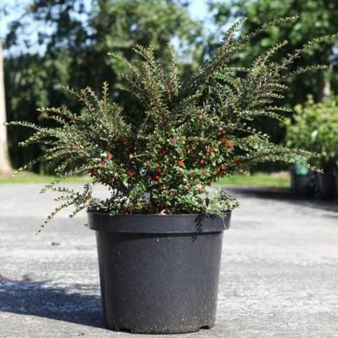 Cotoneaster Horizontalis (Fishbone/Herringbone)