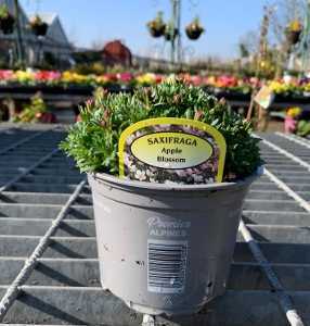 Saxifraga Apple Blossom