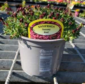 Saxifraga Saxony Red