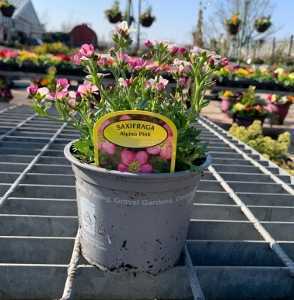 Saxifraga Alpino Pink