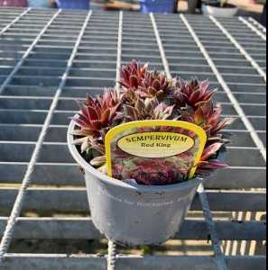 Sempervivum Red King