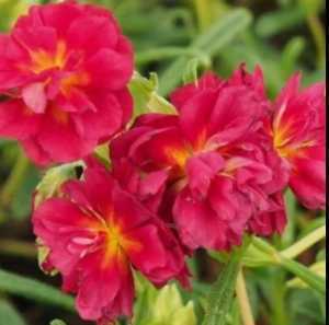 Helianthemum Cerise Queen