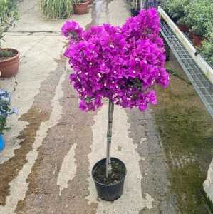 Bougainvillea Mini Standard