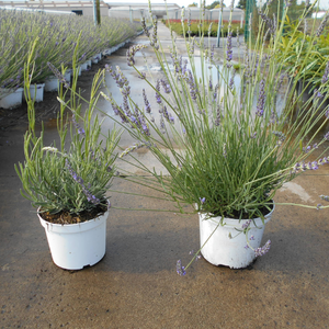 Lavender Angustifolia Grosso (English Lavender)