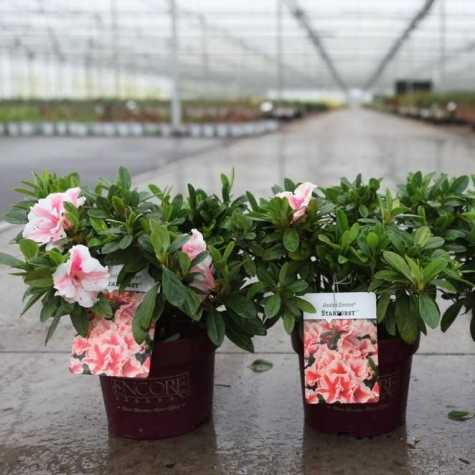 Azalea Encore Starburst