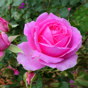 Wedding Bells Hybrid Tea Rose