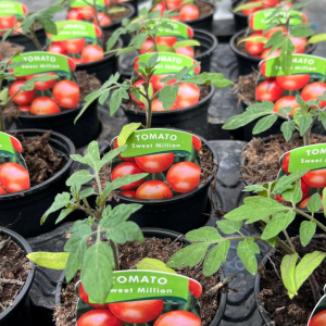 Tomato 'Sweet Million'