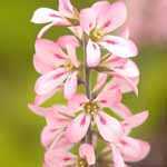 Francoa 'Pink bouquet' (Bridal Wreath)