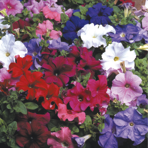 Petunia Mixed Bedding Plants 10 Pack