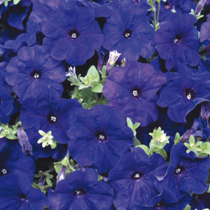 Petunia Blue Bedding Plants 10 Pack