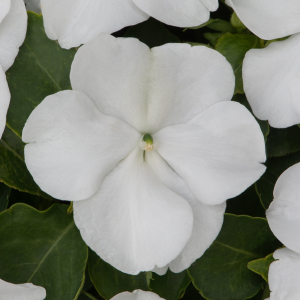 Impatiens Bizzie Lizzie White 10 Pack