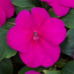 Impatiens Bizzie Lizzie Violet Shade 10 Pack