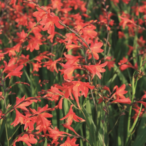 Crocosmia Carmine Brilliant