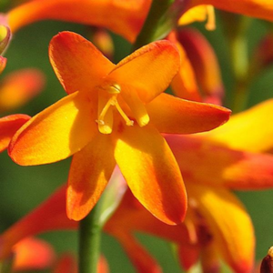 Crocosmia Ministar