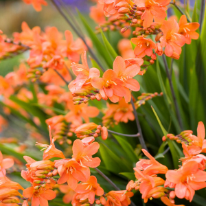 Crocosmia Okavango