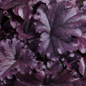 Heuchera Forever Purple