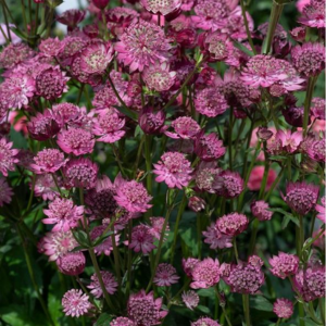 Astrantia Button Cerise