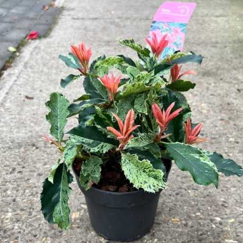 Photinia Pink Crispy