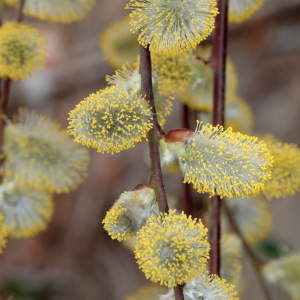 Salix caprea 'Kilmarnock' - Dwarf Weeping Willow Tree (Pussy Willow)