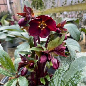 Helleborus 'Star of Love'