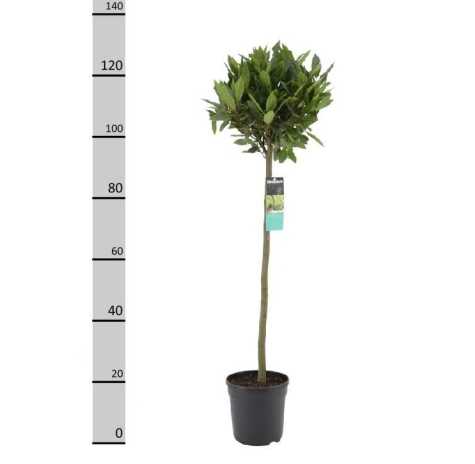 Laurus Nobilis (Bay Tree) 1/2 Standard