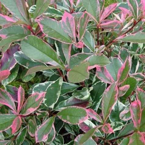 Photinia x Fraseri 'Pink Marble'