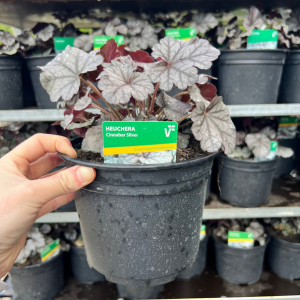 Heuchera 'Cinnabar Silver'