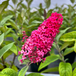 Buddleja Davidii Butterfly Candy Little Ruby