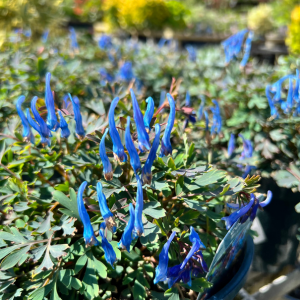 Corydalis Blue Heron