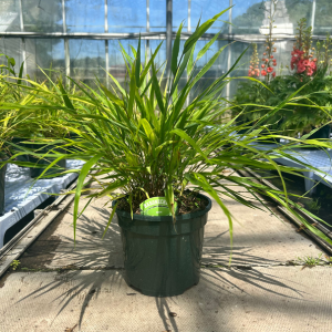 Hakonechloa macra