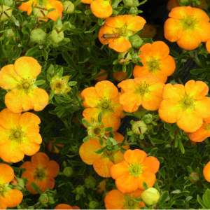 Potentilla Bella Sol