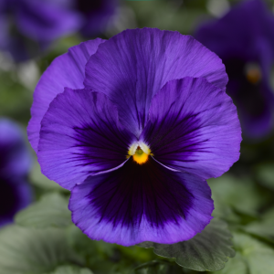 Pansy Blue Blotch