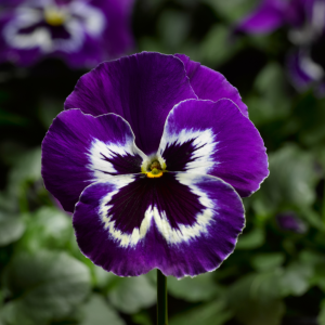 Pansy Violet and White