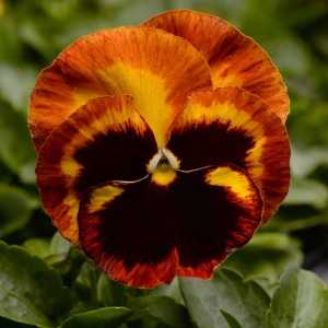 Pansy Fire Surprise