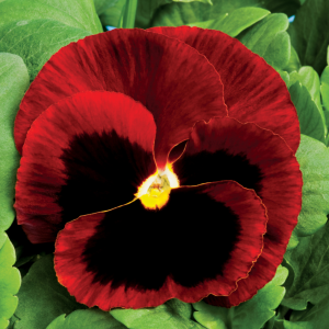 Pansy Red Blotch