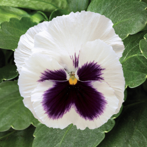 Pansy White Blotch