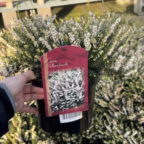 Erica (Heather) darleyensis 'Silberschmelze'