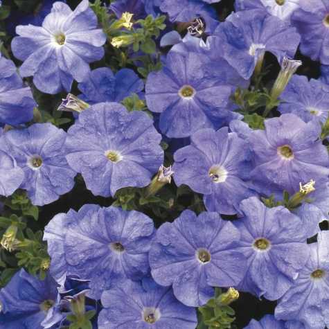 Petunia Light Blue Bedding Plants 10 Pack