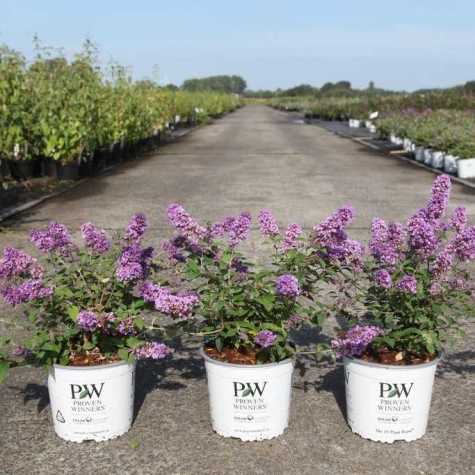 Buddleia Blue Chip  (Buddleja) Butterfly Bush