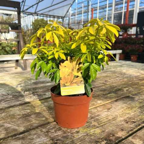 Choisya Ternata Sundance 'Brica' (Mexican Orange Blossom)