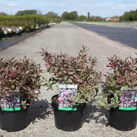 Weigela florida 'Monet'