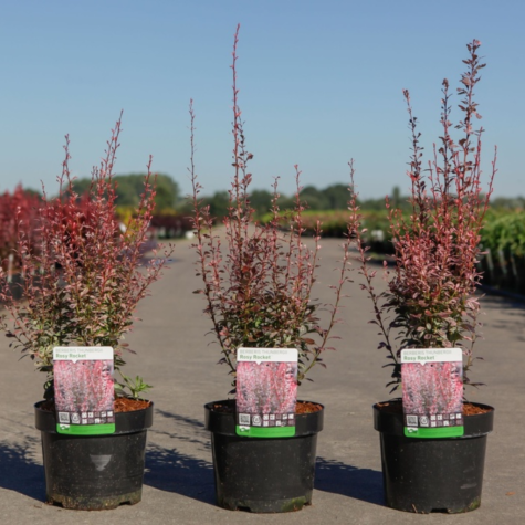 Berberis Rosy Rocket (Rose Raket) Barberry (Hedging)