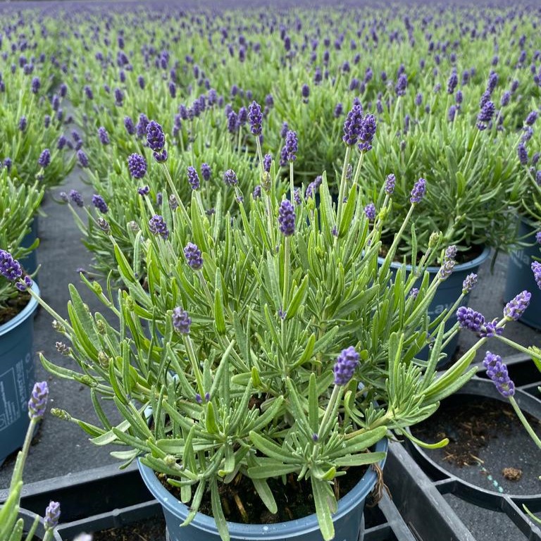 Lavender - Lavandula