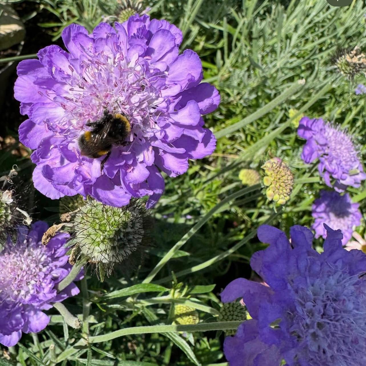 Scabiosa