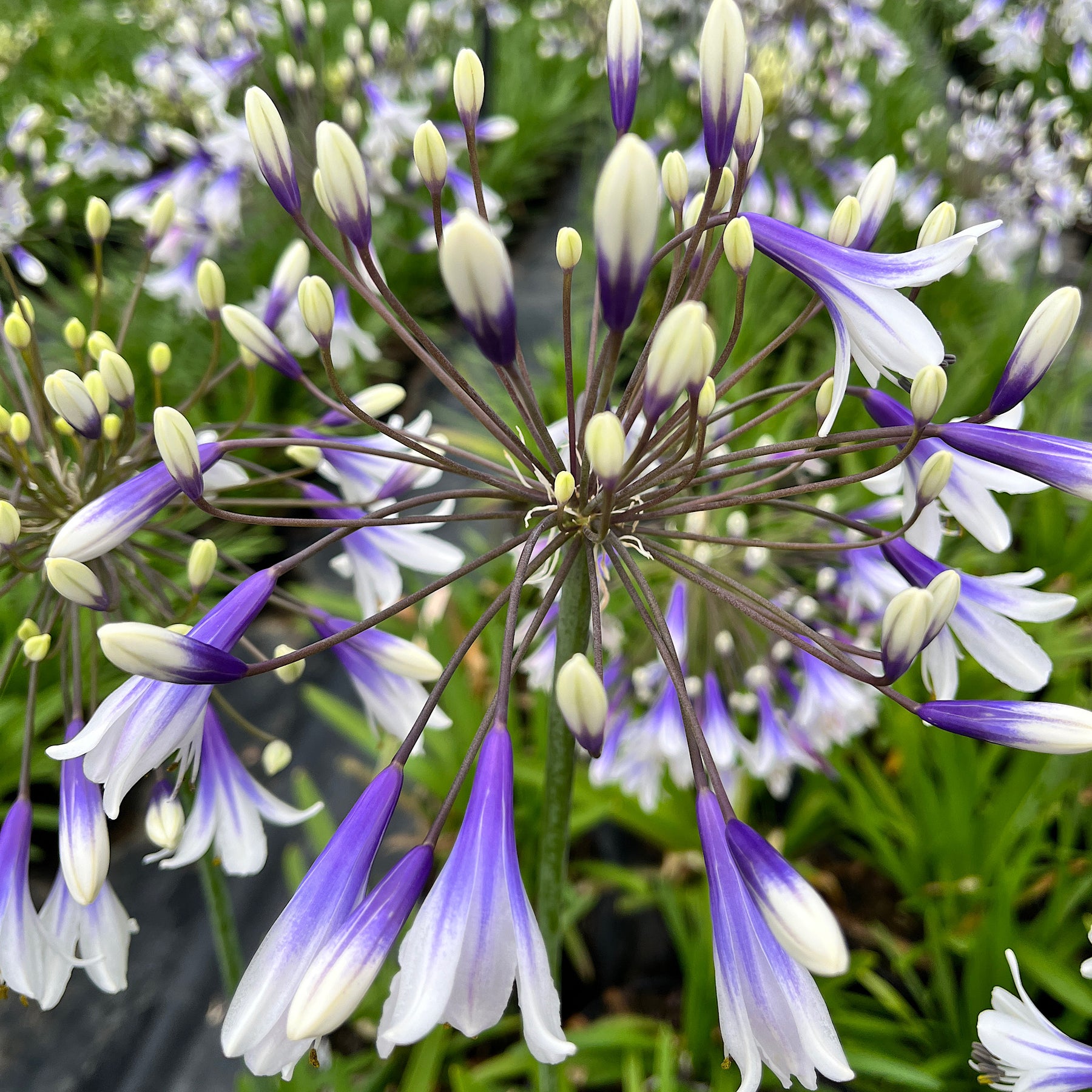 Agapanthus