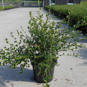 Ceanothus