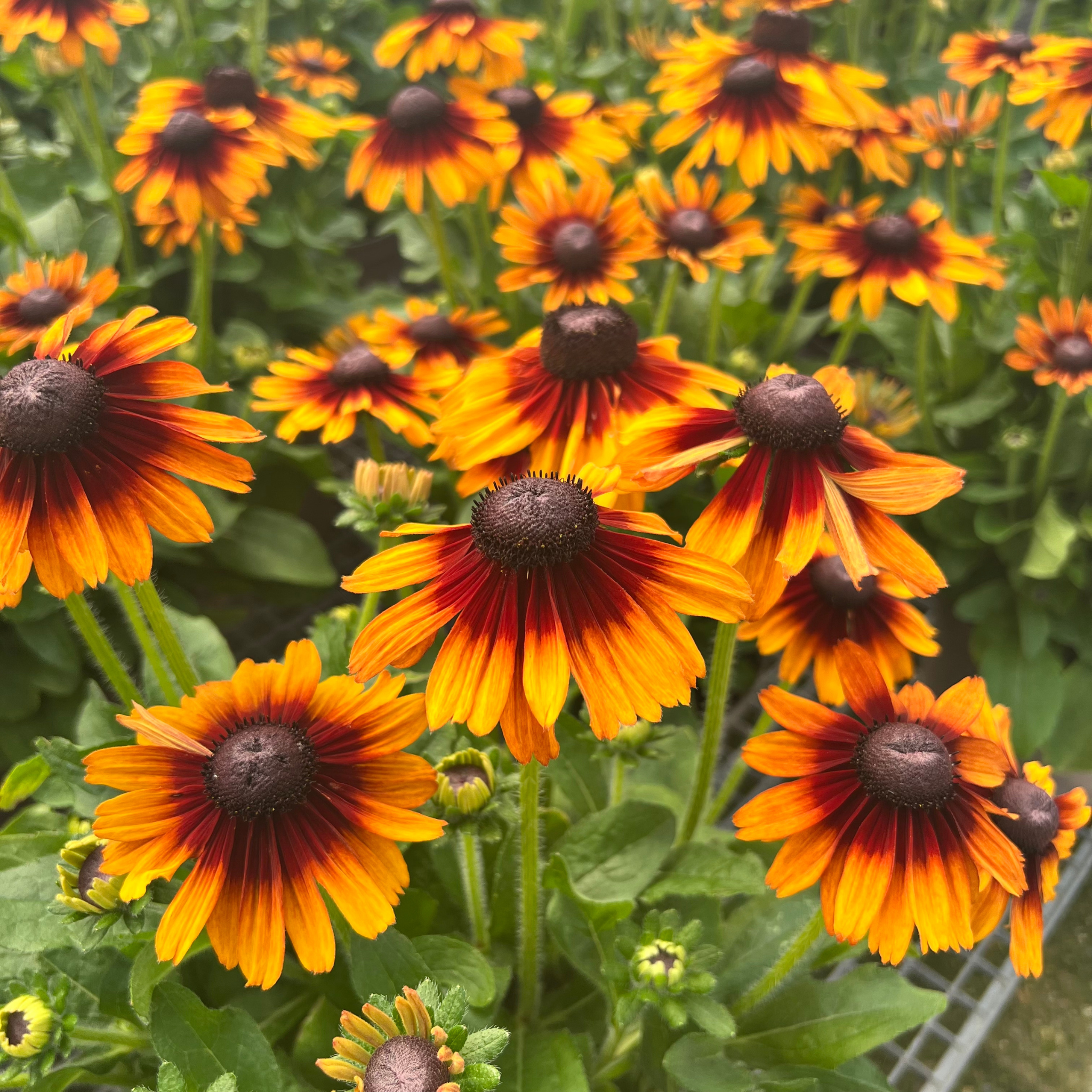 Rudbeckia