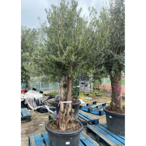 Olive Trees