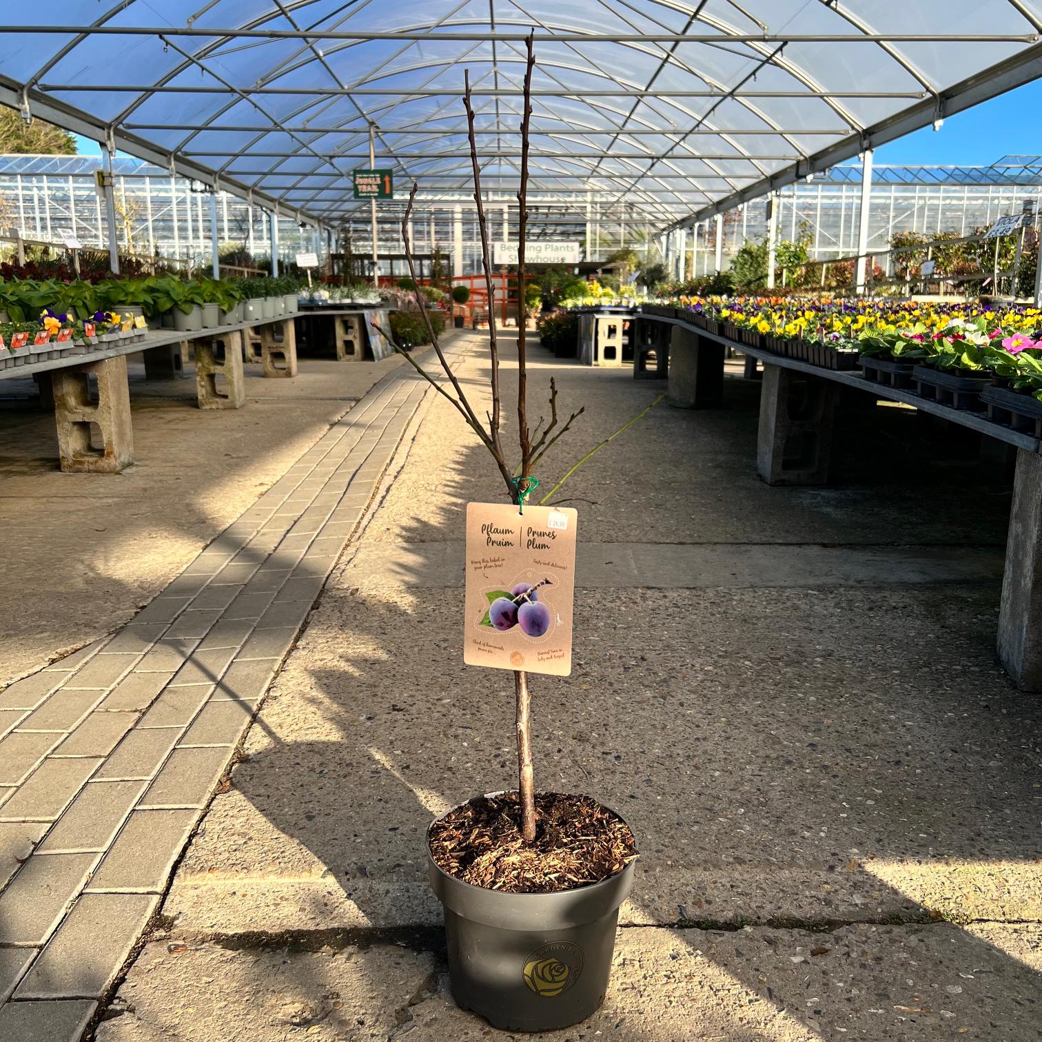 Patio Fruit Trees