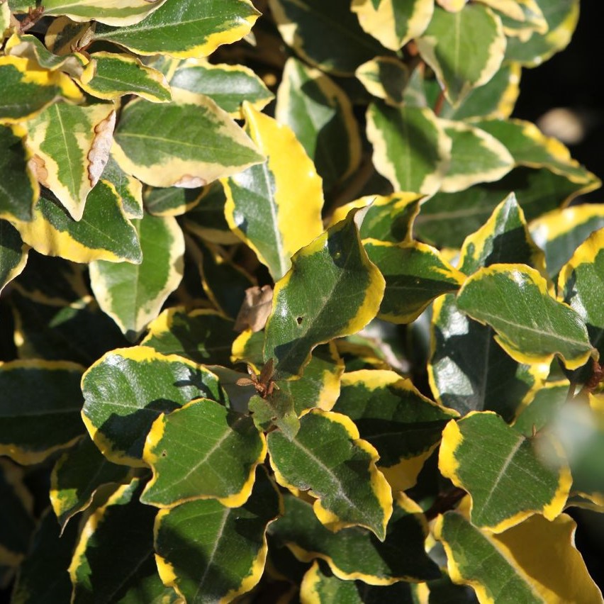 Elaeagnus